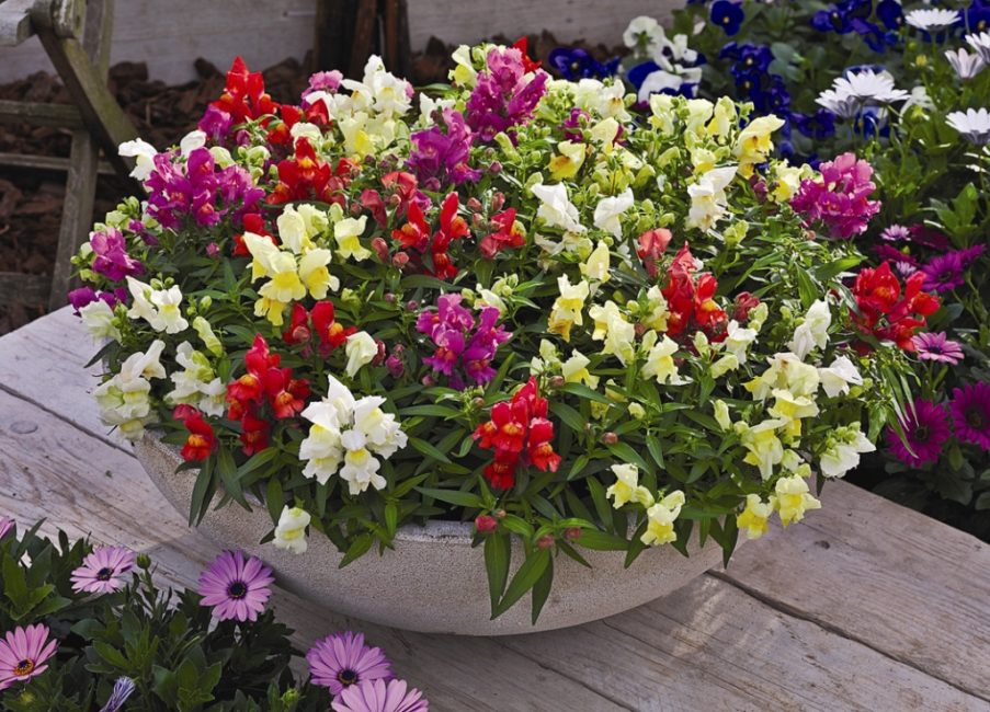 Cache-pot avec antirrinum