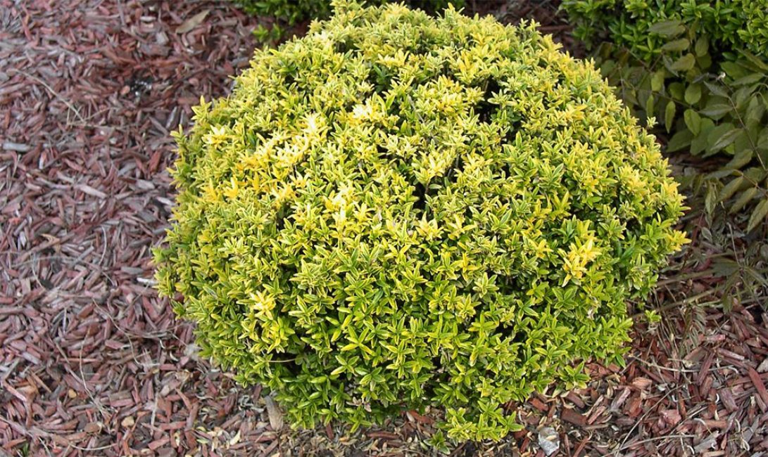 Pseudolaure (Euonymus japonica).