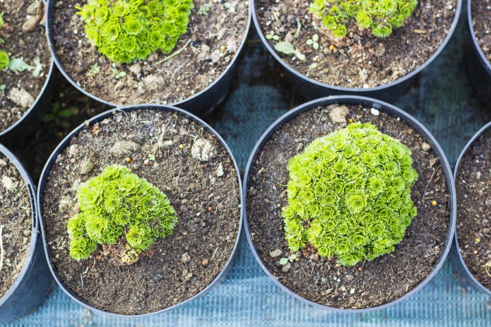 Jeunes plants d'une plante de carrière