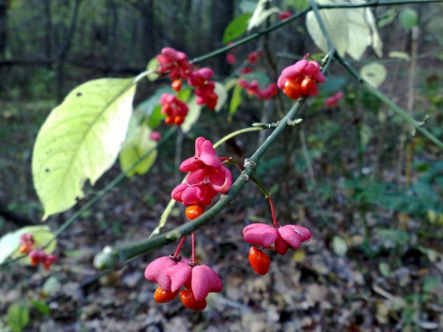 Euonymus verruqueux