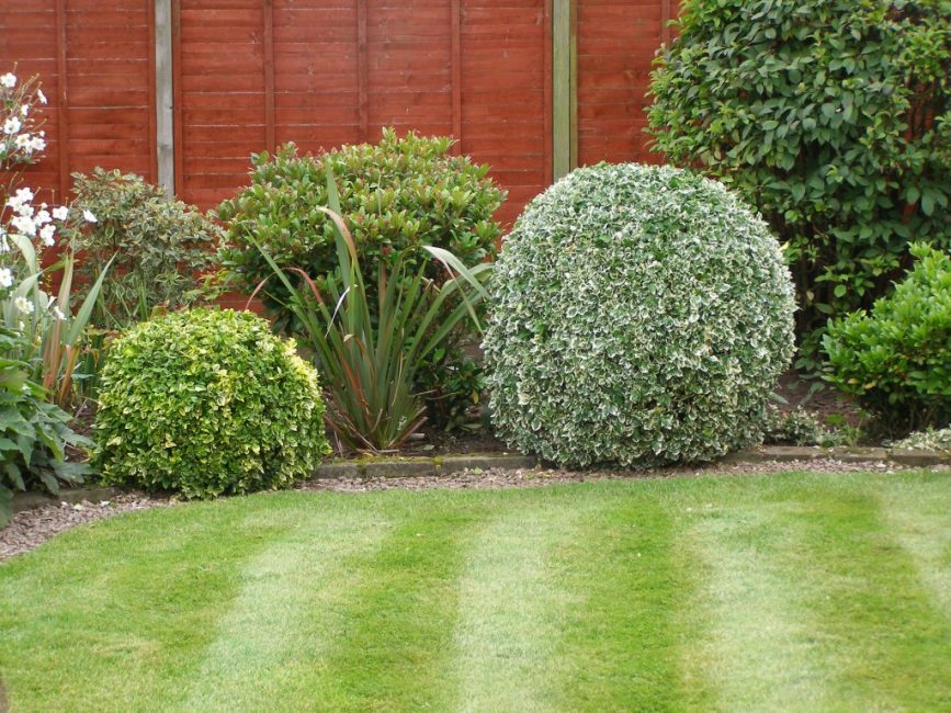 Conception de paysage Euonymus