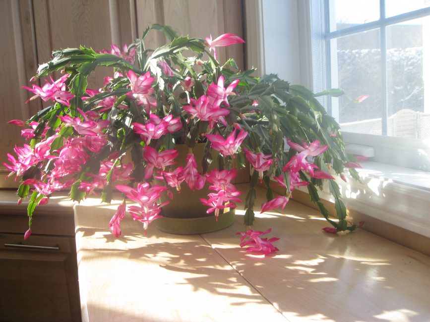 La floraison luxuriante dépend de soins appropriés pendant les périodes du cycle de développement de Schlumbergera