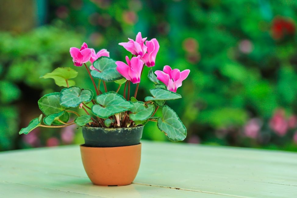 Cyclamen européen