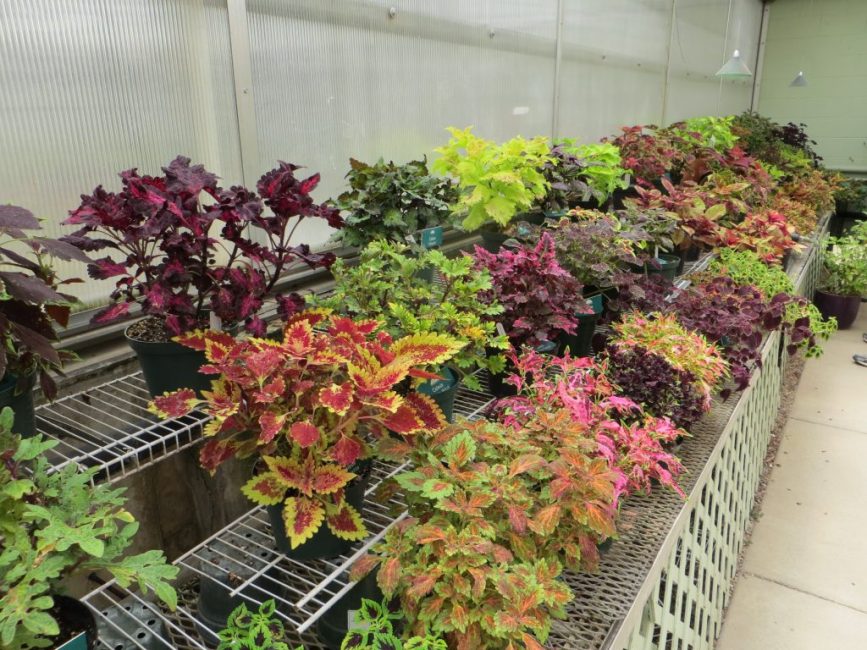 Grand choix de coleus