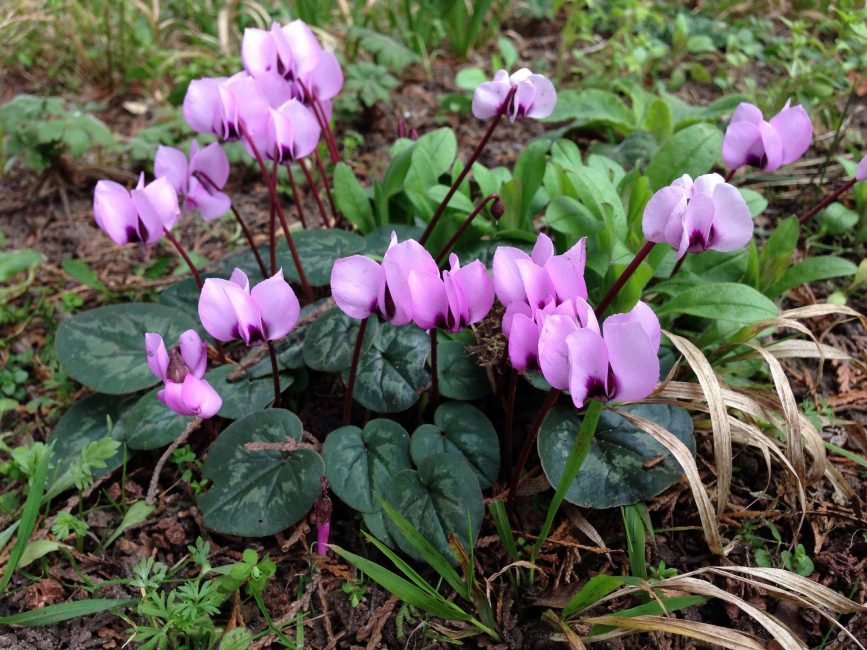Cyclamen - bulbe violet: description, culture à partir de graines à la maison, entretien des plantes, reproduction et transplantation (75+ Photos & Vidéos) + Avis