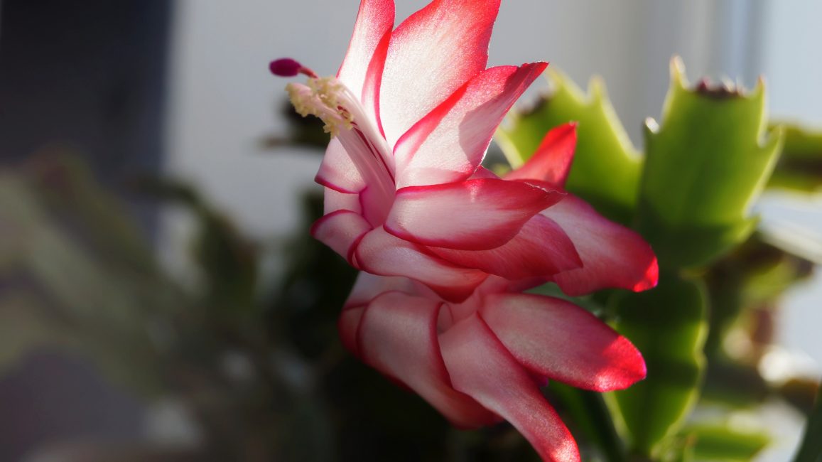 Schlumbergera
