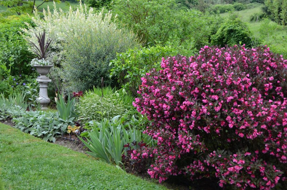 Buisson Weigela dans le jardin