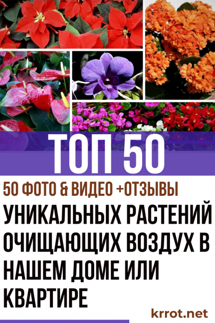 plantes purificatrices d'air