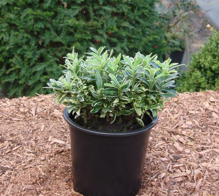 Microphylle japonaise Euonymus