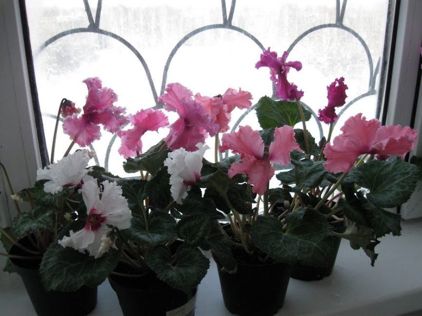 Cyclamen Persan Rococo Rose