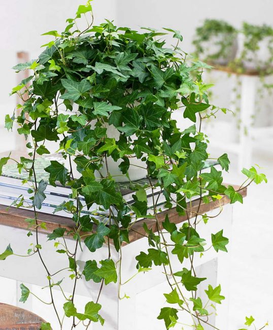 Lierre commun TOP-50 Plantes ornementales qui purifient l'air de notre maison ou appartement (50+ Photos & Vidéos) + Avis