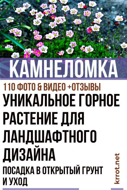 plantation et entretien de la saxifrage