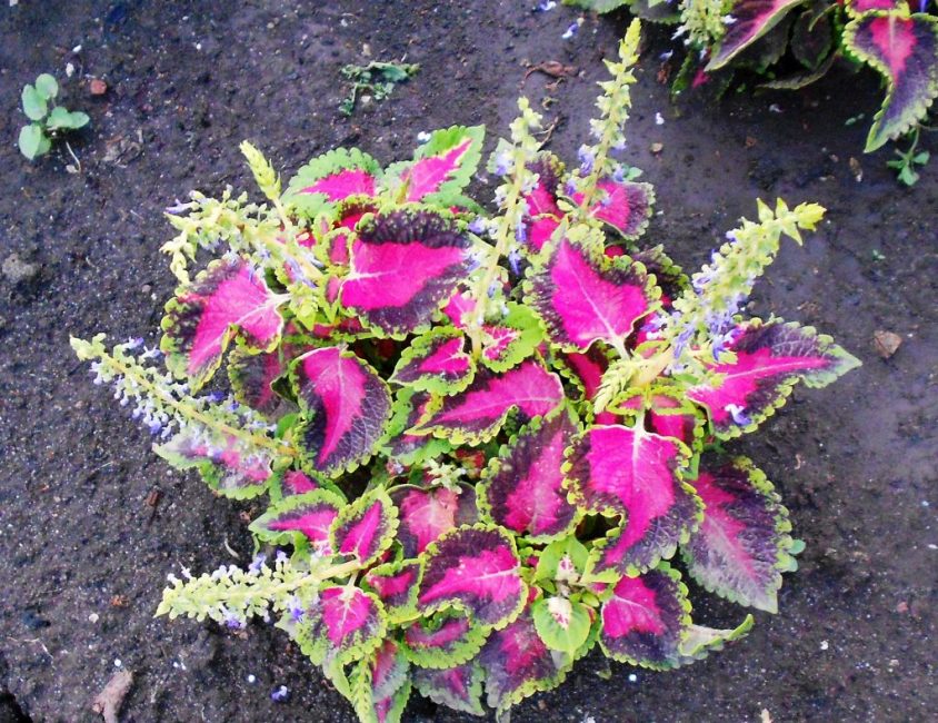coleus en fleurs en plein champ