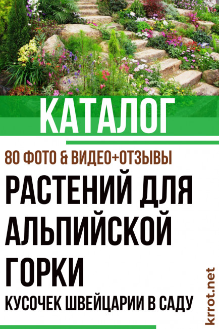 plantes pour les collines alpines