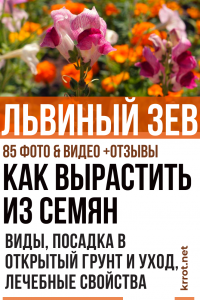 Snapdragon: description, types, culture à partir de graines, plantation en pleine terre et entretien des plantes, propriétés médicinales (85+ Photos & Vidéos) + Avis