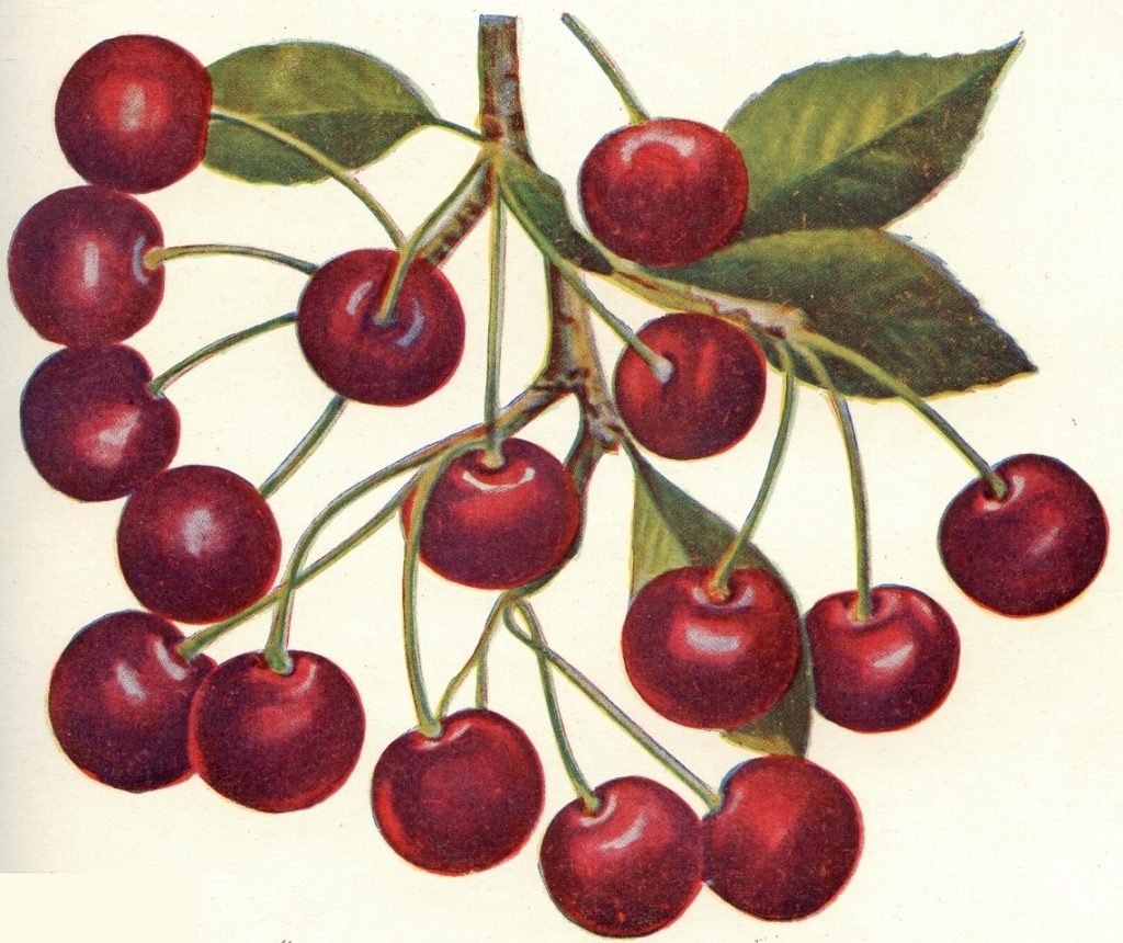 Mitchourine (Ultraplodnaïa)