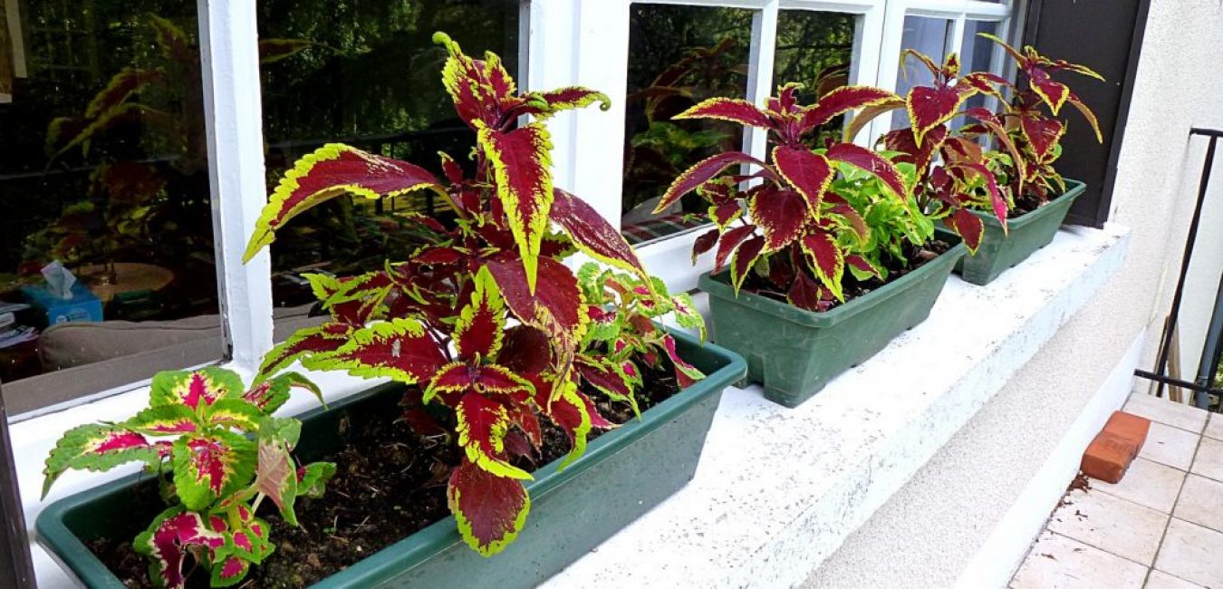 Coleus sur le rebord de la fenêtre