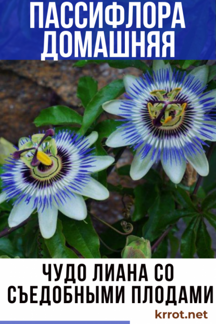 fleur de passiflore à la maison