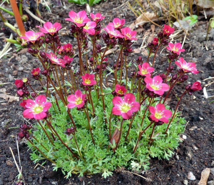 Saxifraga Peter Pan (saxifrage)