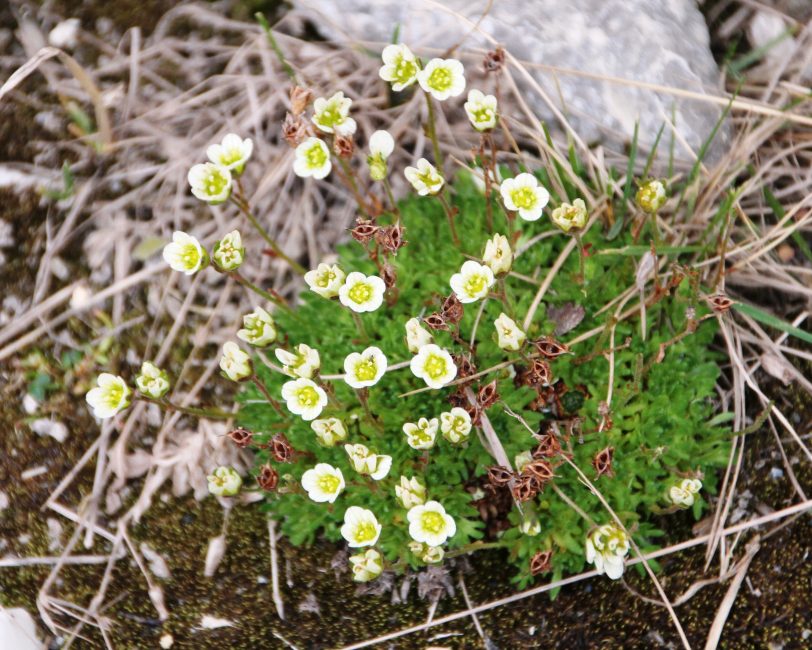 Saxifrage Soddy