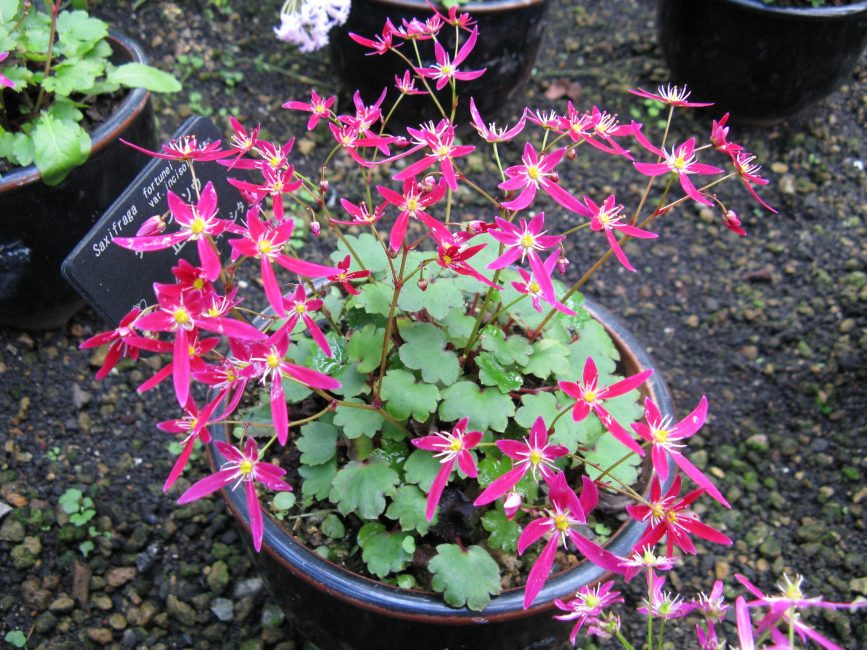 Plante prête à être repiquée à l'extérieur