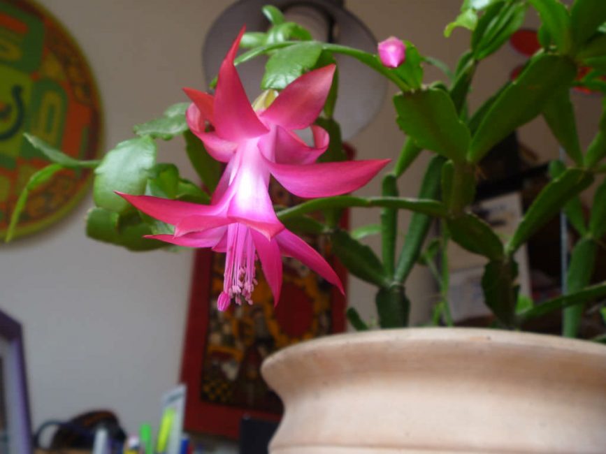 Schlumbergera en fleurs