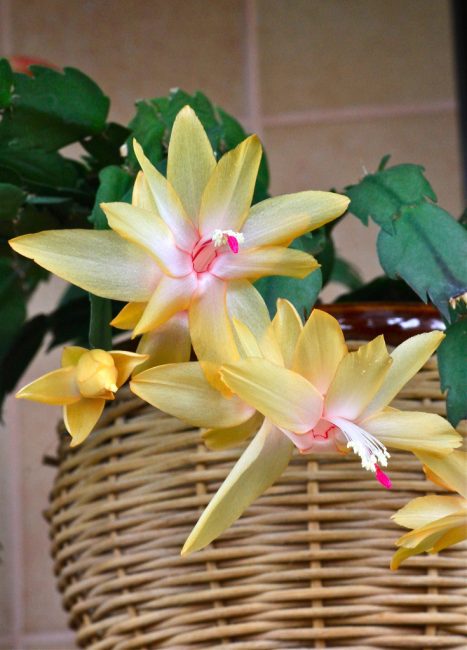 Schlumbergera x reginae