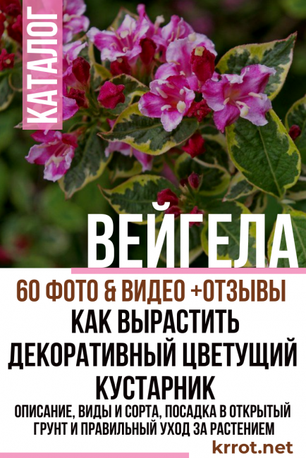 plantation et entretien du weigela