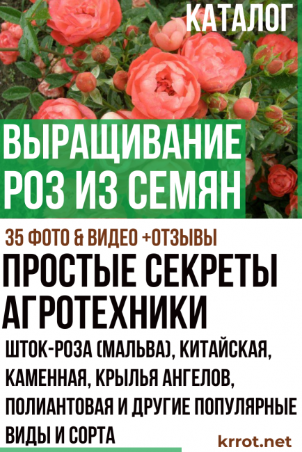 Cultiver des roses à partir de graines