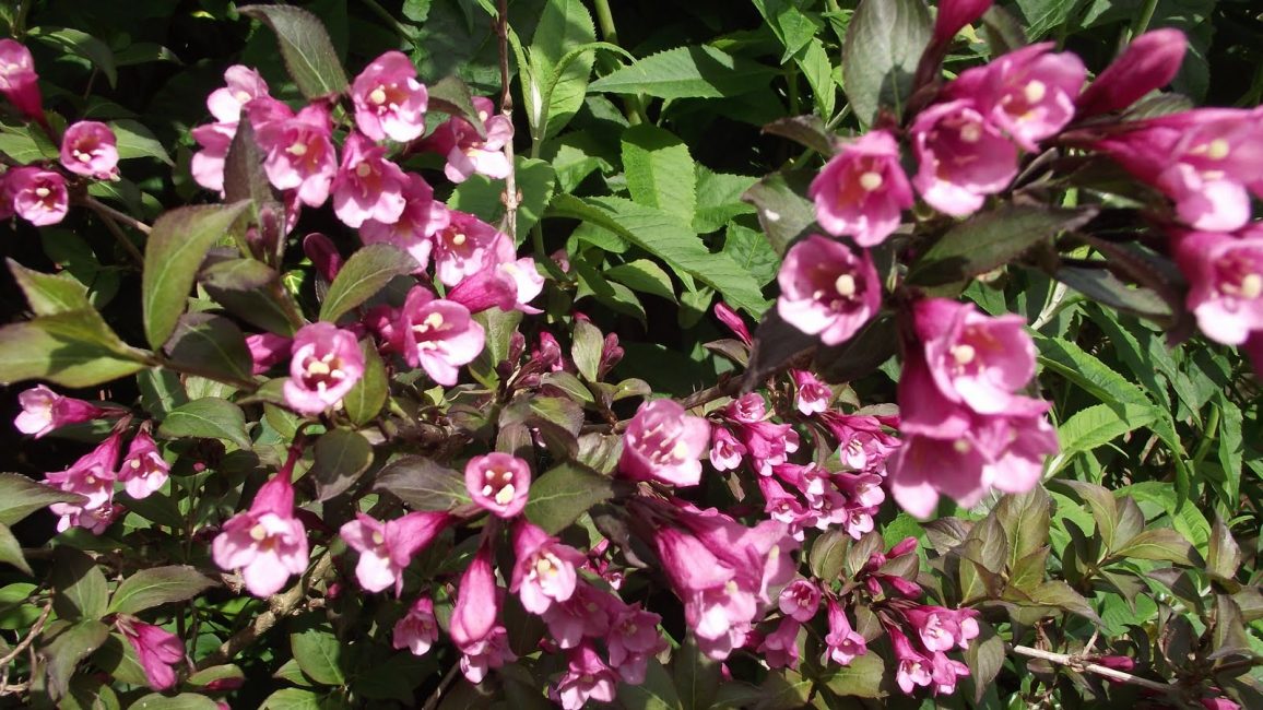 Weigela Nana purpurée