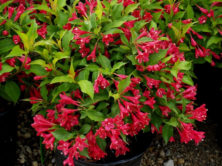Weigela hybride Rumba