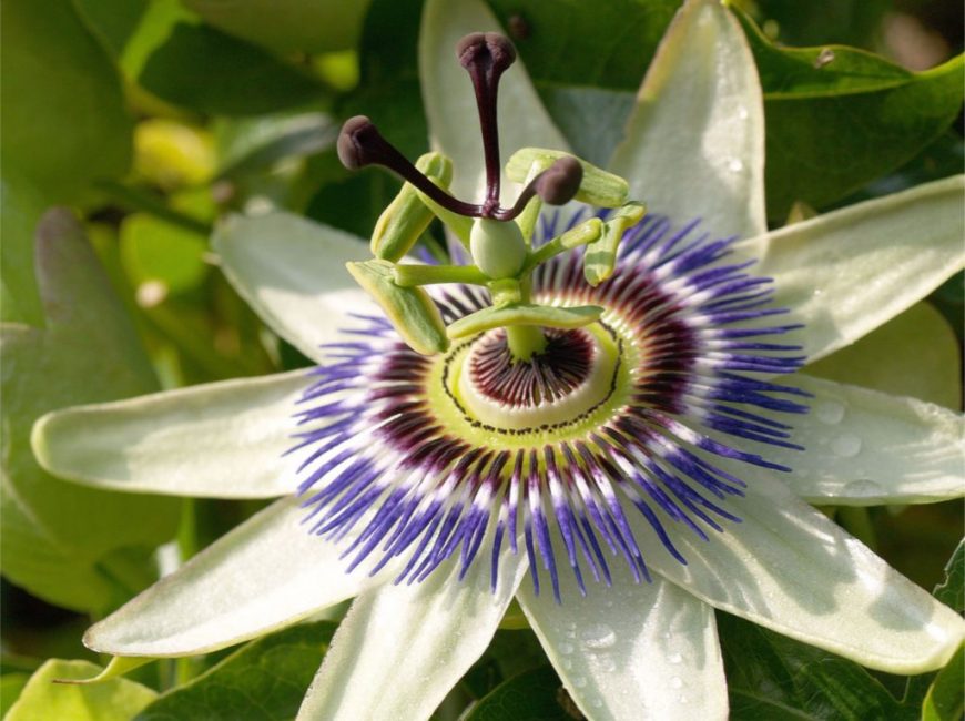 Structure de la fleur de la passion