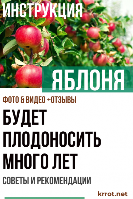 Pommier - Porte des fruits pendant de nombreuses années