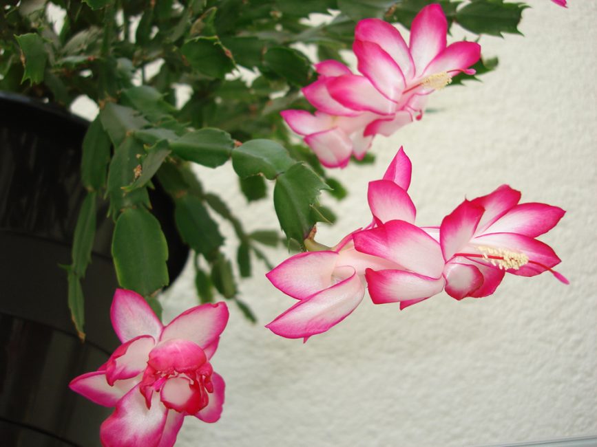 Schlumbergera tronqué: les fleurs blanches comme neige de la plante avec un centre cramoisi brillant de forme irrégulière ravissent les yeux