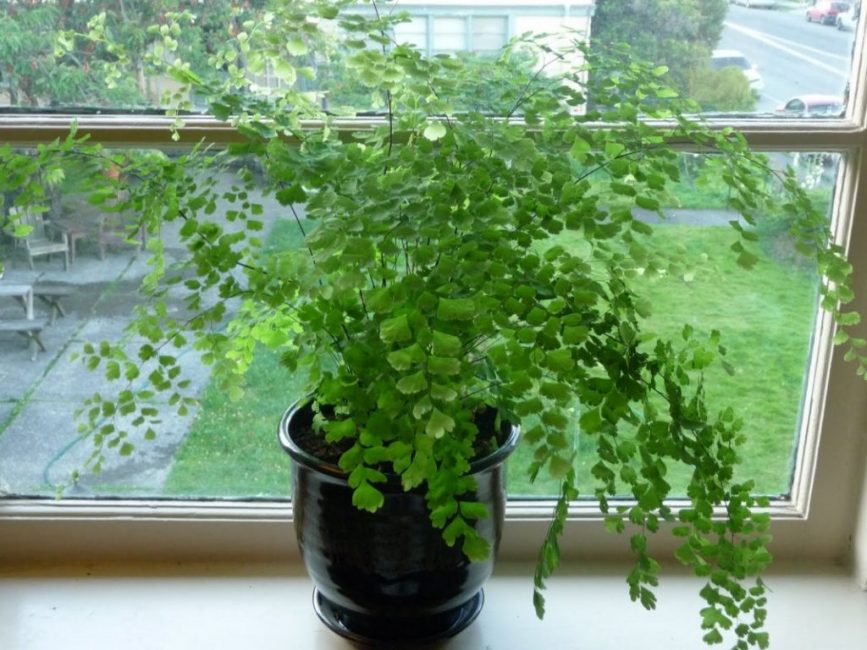 Cheveux d'Adiantum de Vénus