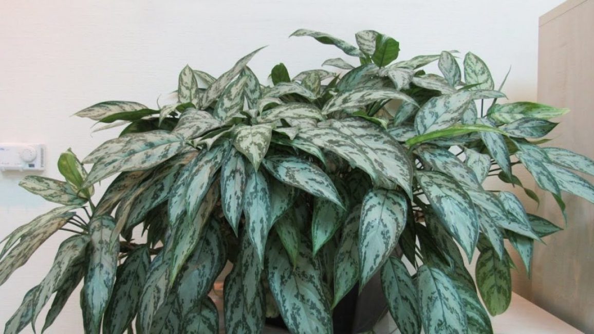 Aglaonema