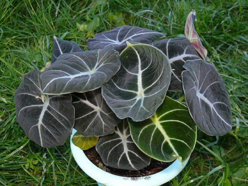 Alocasia gros rhizome