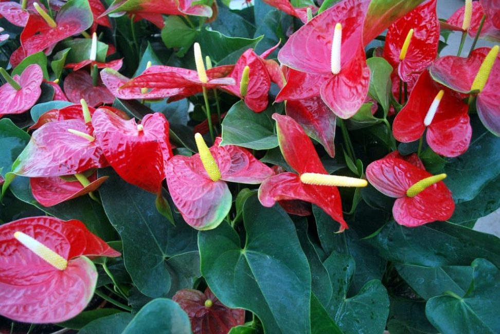 Anthurium écarlate
