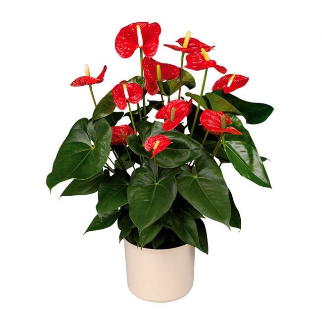Anthurium André
