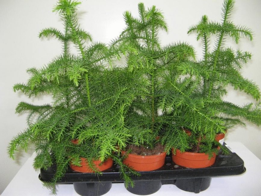 Araucaria hétérophylle