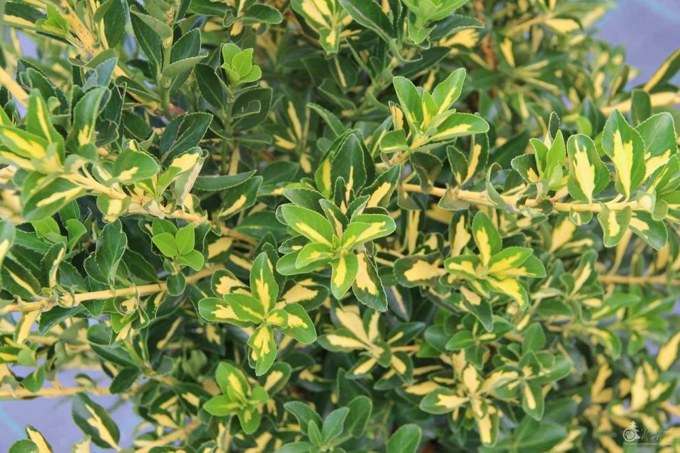 Euonymus japonais Mediopyctus