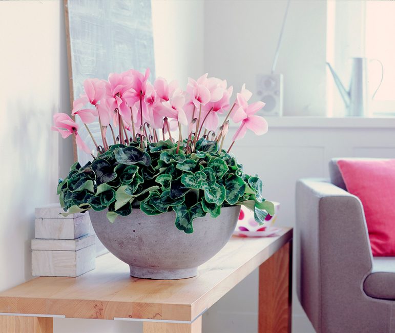 Le cyclamen est une plante caractéristique qui aime l'humidité