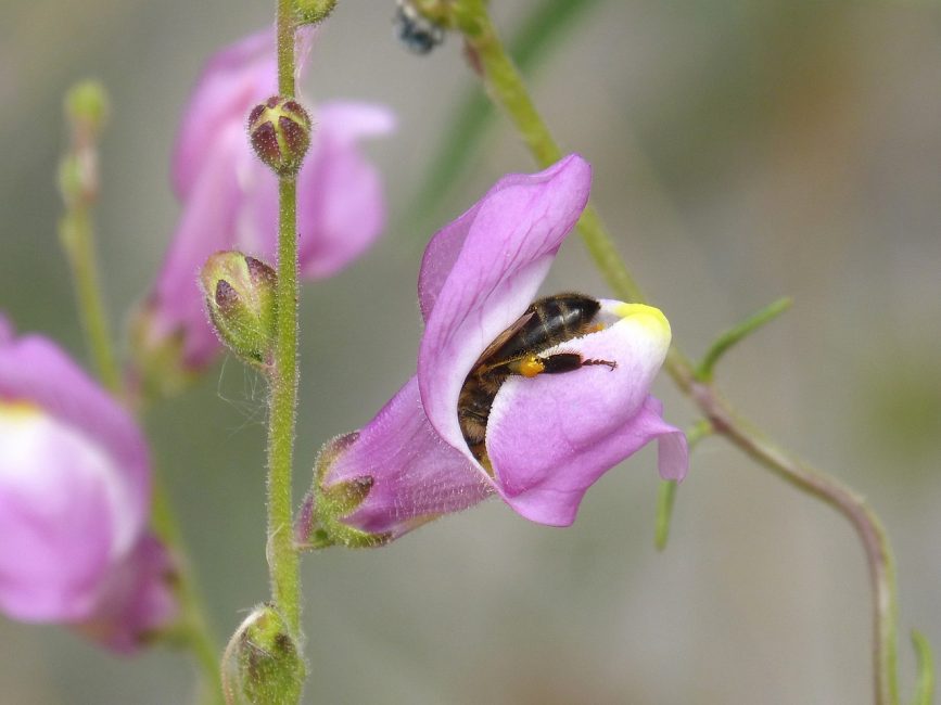 Les abeilles adorent récolter le nectar des mufliers.
