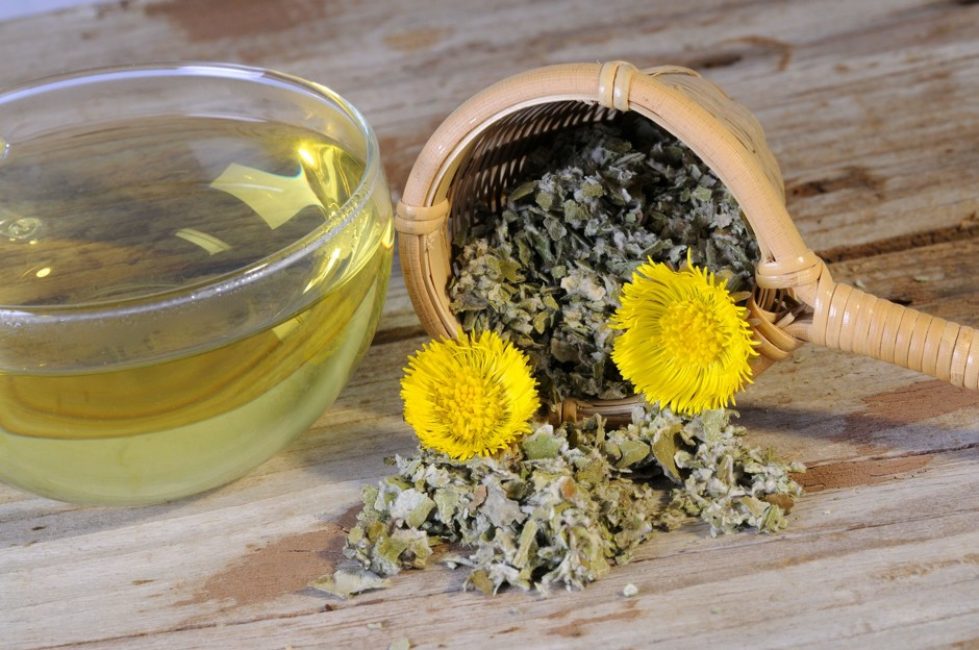 Feuilles de tussilage séchées broyées