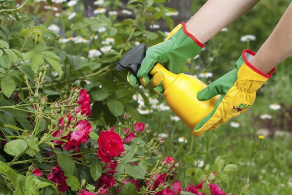 Le processus de fertilisation des roses
