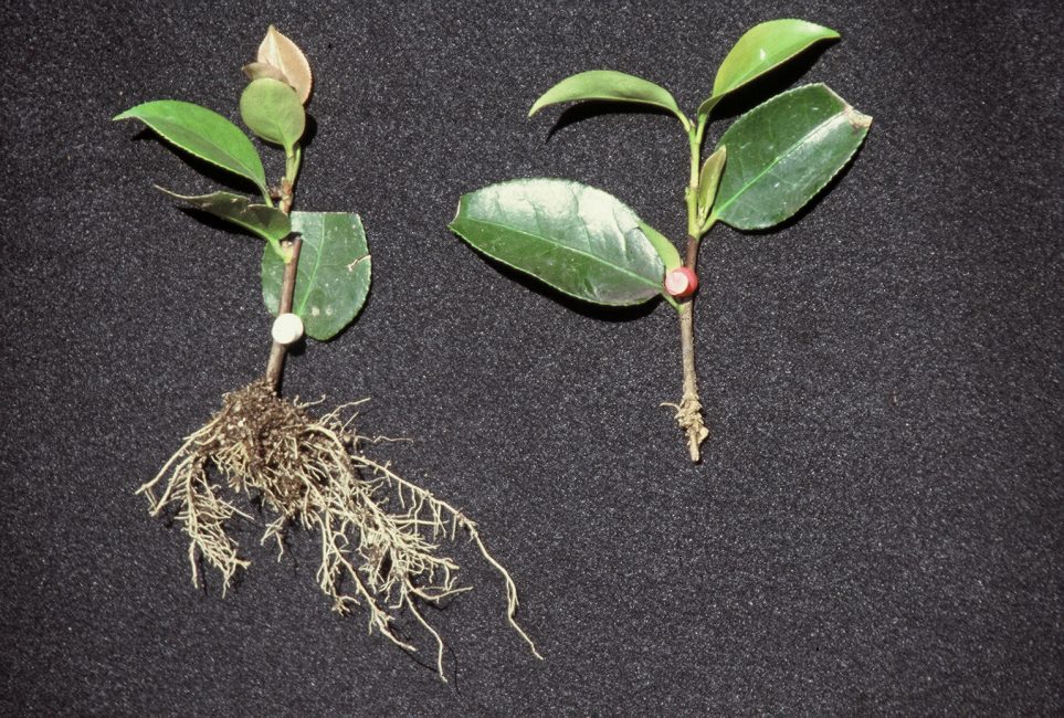 boutures de camélia