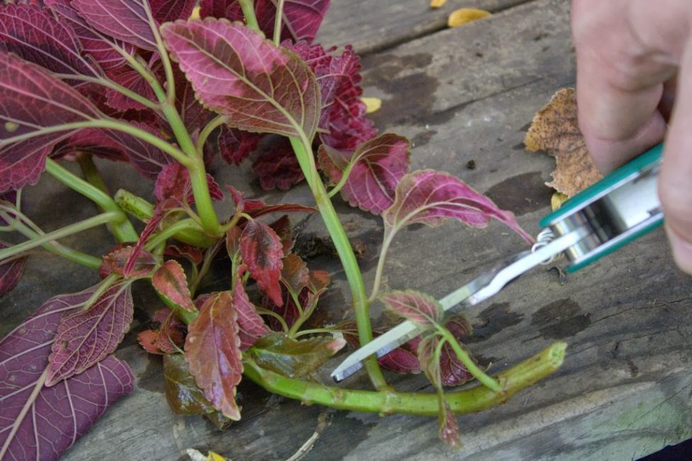 Taille lors de la formation d'une bouture