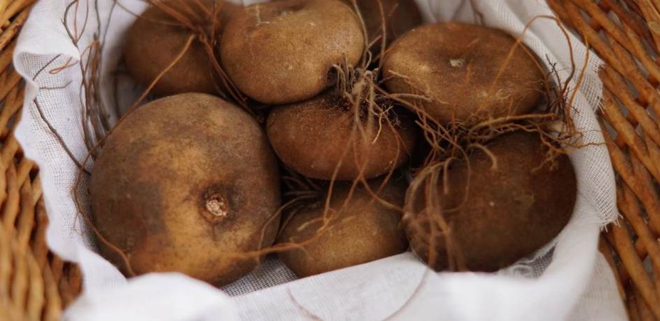 Cyclamen aux nombreuses fleurs