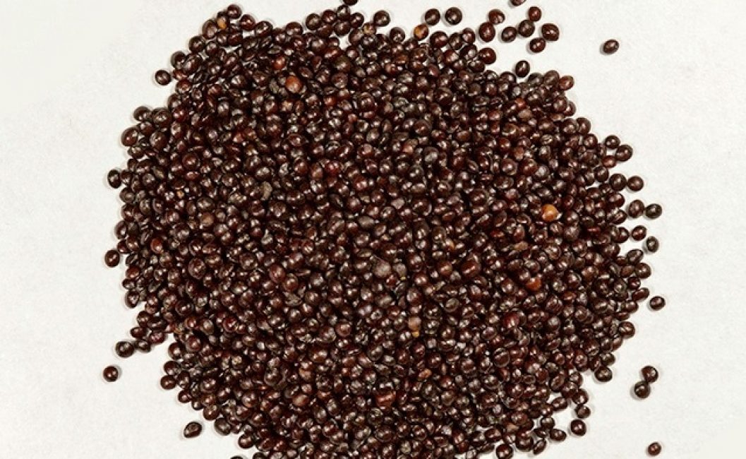 Graines de Coleus Blume