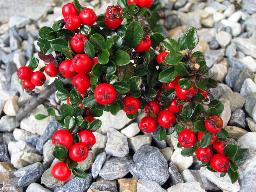 Cotonéaster